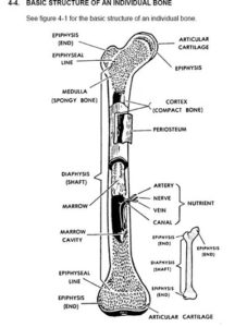 drawing anatomy course