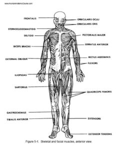 The #1 Human Anatomy and Physiology Course | Learn About The Human Body ...