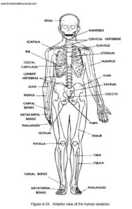 drawing anatomy course